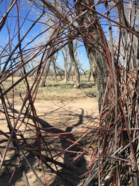 Web, salt cedar stakes, cottonwoods, jute, collaboration artNEXUSnm members, 2016, at Open Space, Albuquerque,  CN-16.038