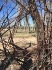 Web, salt cedar and cottonwood with jute, with artNEXUSnm members, 2016, at Open Space, Albuquerque,  CN-16.038
