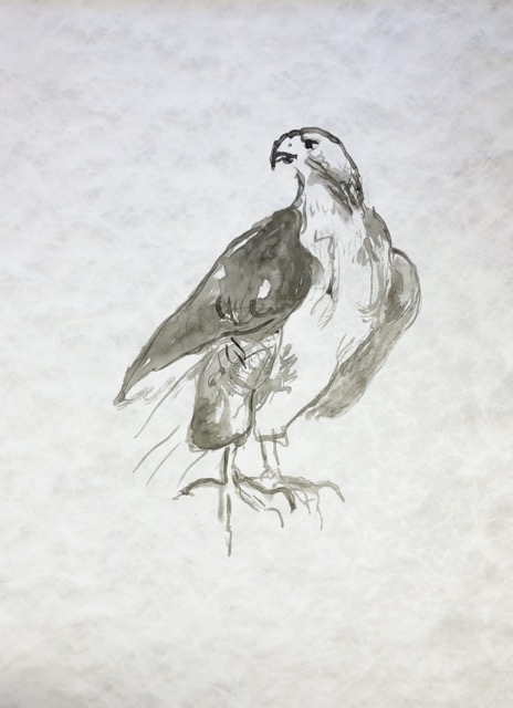 Red Tailed Hawk, RTH-14, ink/tyvek,49 x 30 inches
